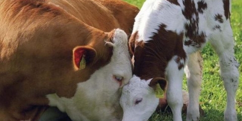 Simentalska rasa krava